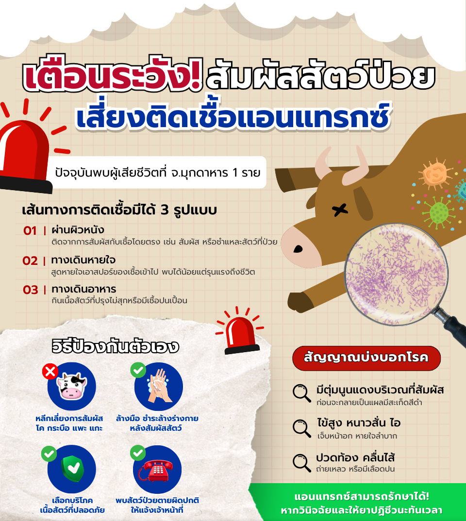 เตือนระวังสัมผัสสัตว์ป่วยเสี่ยงติดเชื้อแอนแทรกซ์.png